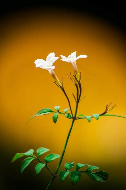 茉莉花 顏色|茉莉花花語是什麼，茉莉花顏色有三種/不同顏色不同花語